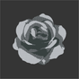black/grey rose