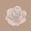 camel/white rose