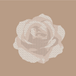 camel/white rose